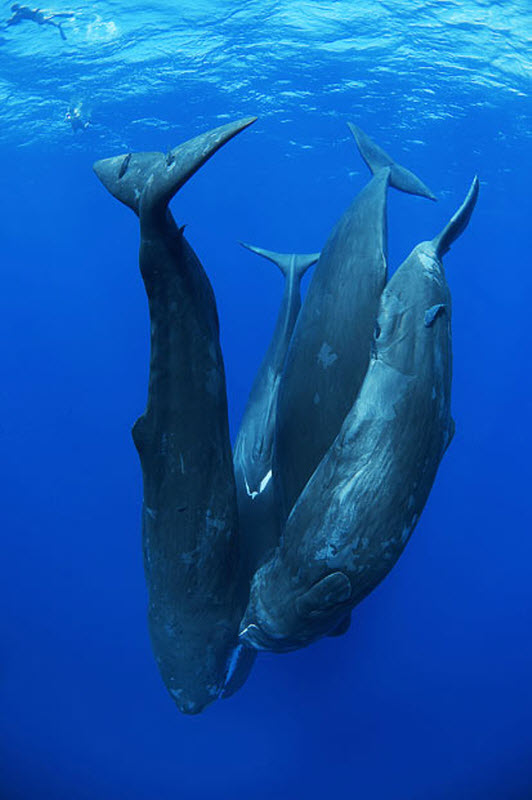 Заклинатель китов